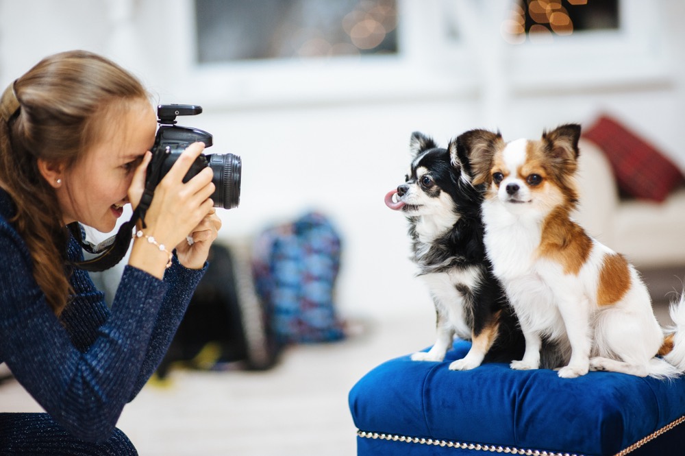 Photographe photographant deux petits chiens sur un coussin bleu