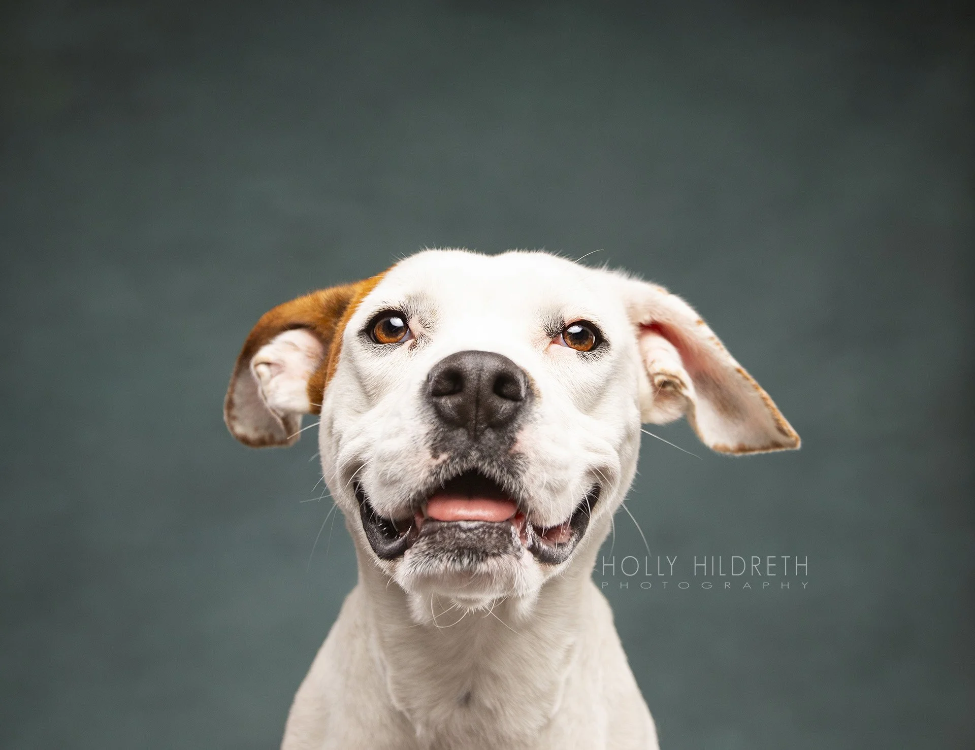 Portrait d'un chien au visage blanc et aux taches brunes