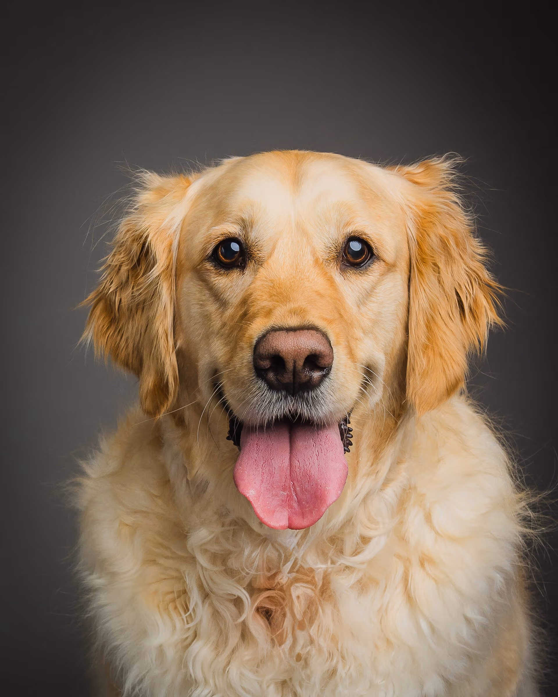 Portrait professionnel en gros plan d'un golden retriever