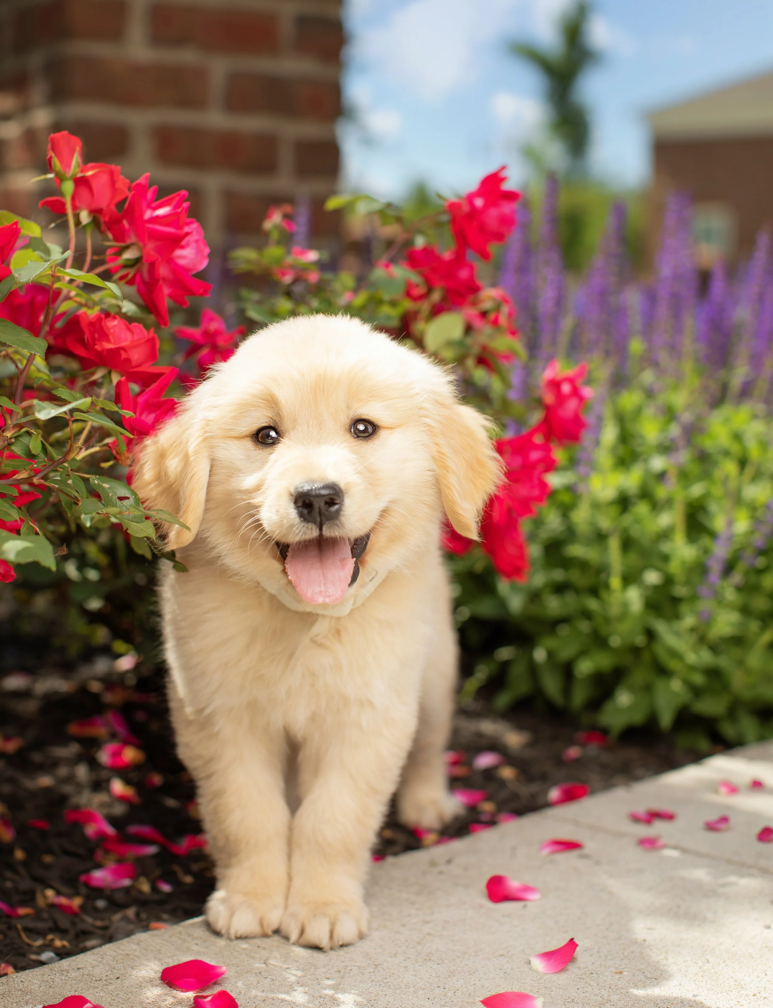Chiot golden retriever parmi des fleurs colorées