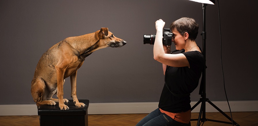 Photographe professionnelle prenant des photos d'un chien en studio