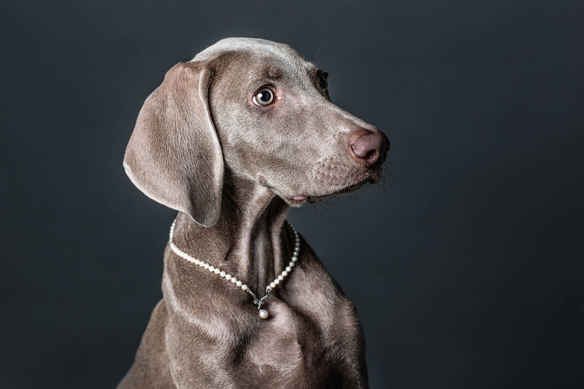 Portrait en studio d'un chien Weimaraner portant un collier de perles